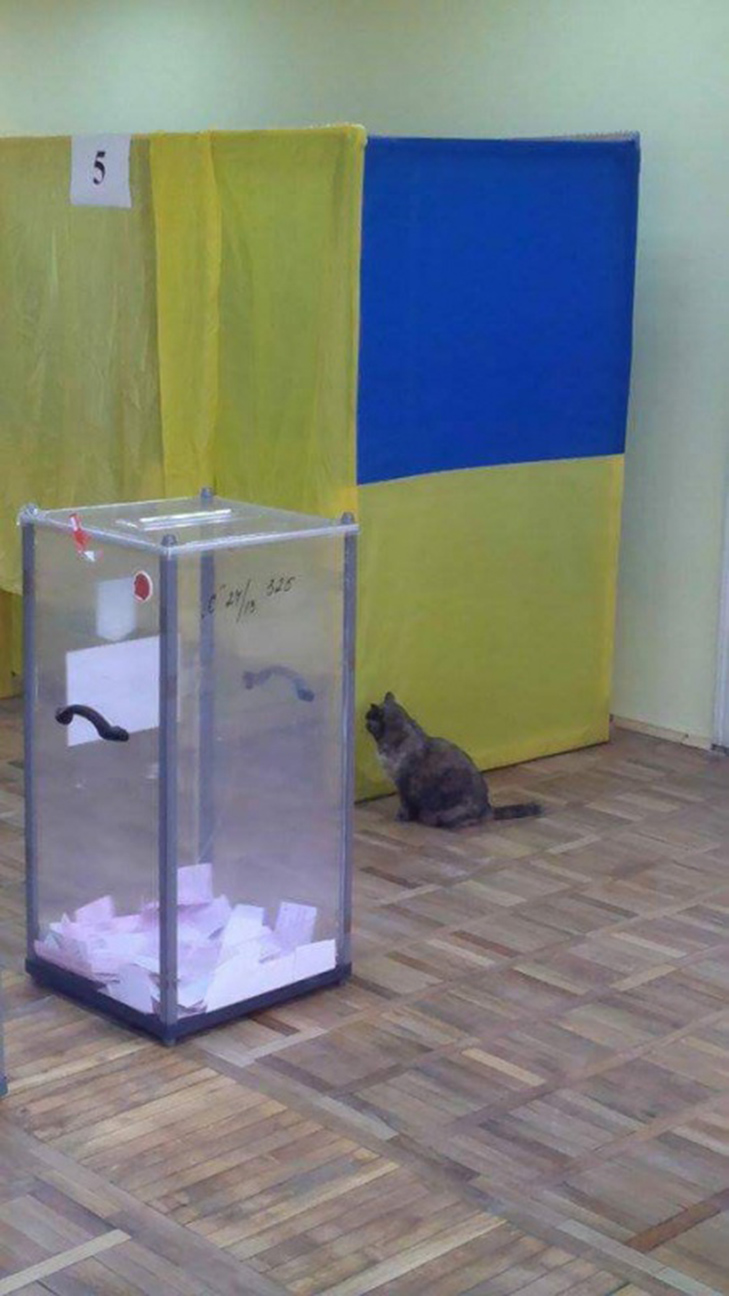 Оголена дівчина та кіт - "спостерігач": як проходив другий тур виборів у ФОТО - фото 1