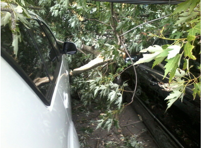 У Києві дерево впало та придавило п'ять автомобілів з людьми (ФОТО) - фото 1