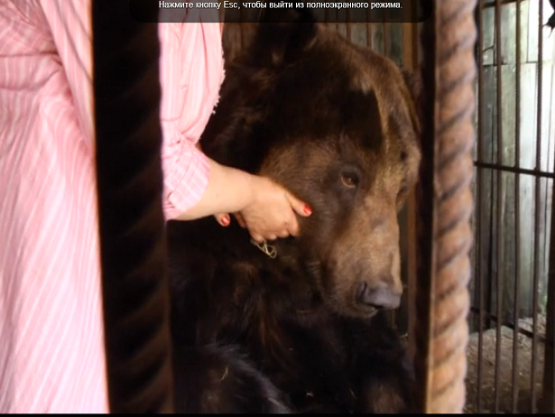 В одному з сіл на Хмельниччині люди в заточенні тримають звірів, серед них ведмідь та левиця - фото 2