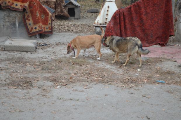 Собак-інвалідів у запорізькому притулку зігрівають старими килимами і шубами - фото 11