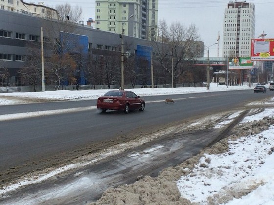 Харків’ян лякають дикі лисиці на вулицях міста - фото 2