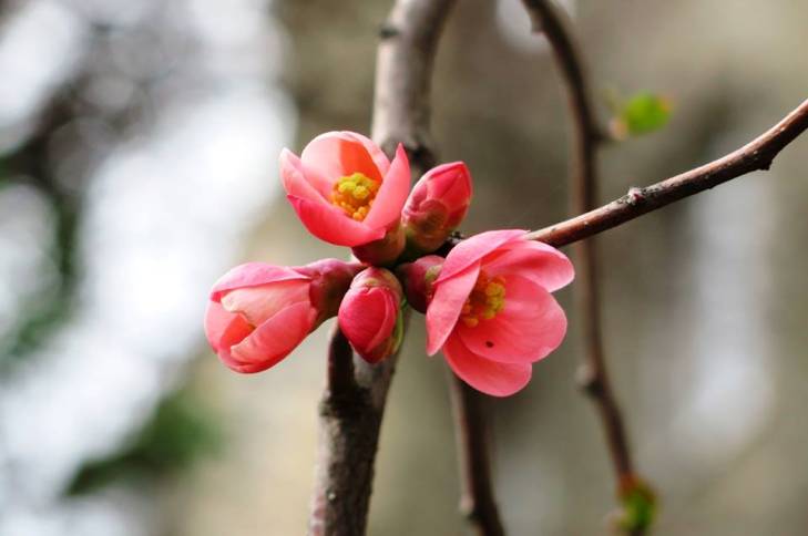 Яка вона, квітучо-пахуча весна в Ужгороді - фото 11