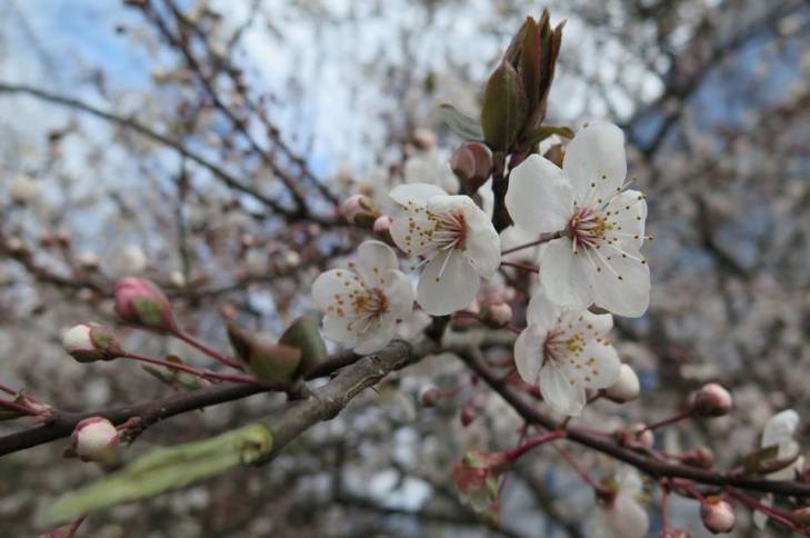 Яка вона, квітучо-пахуча весна в Ужгороді - фото 10