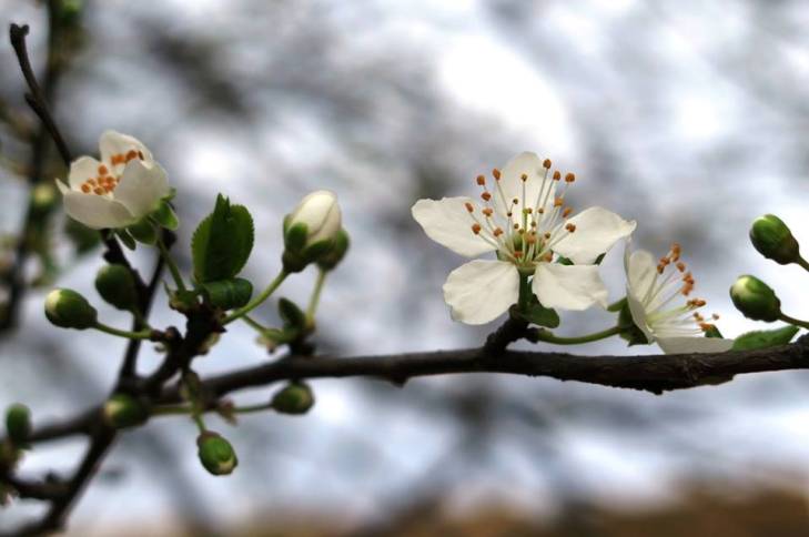 Яка вона, квітучо-пахуча весна в Ужгороді - фото 7