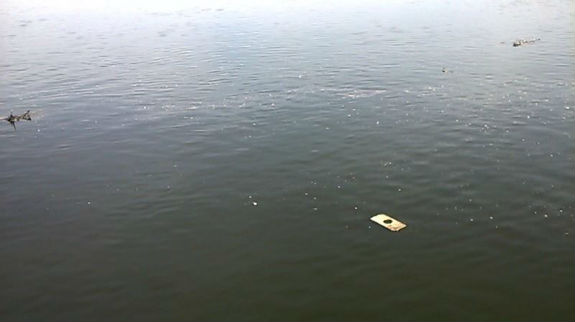 У Дніпрі в межах Києва плаває безліч сміття  - фото 1