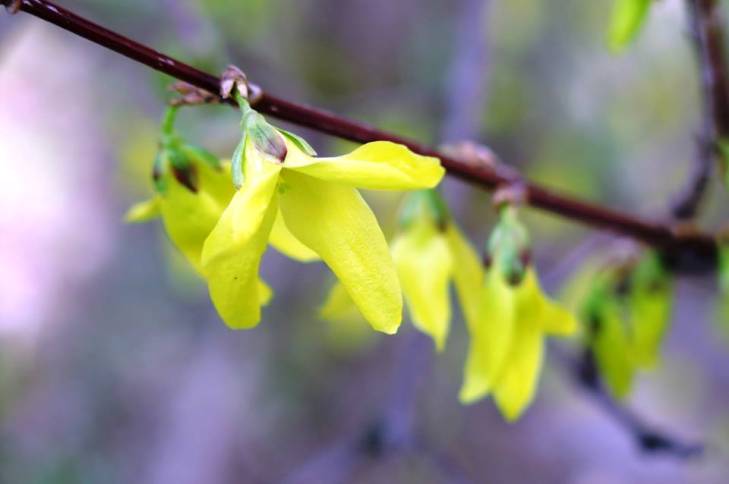 Яка вона, квітучо-пахуча весна в Ужгороді - фото 6