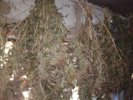Поліція натрапила на "марихуановий рай" в будинку мешканця Липової Долини - фото 2