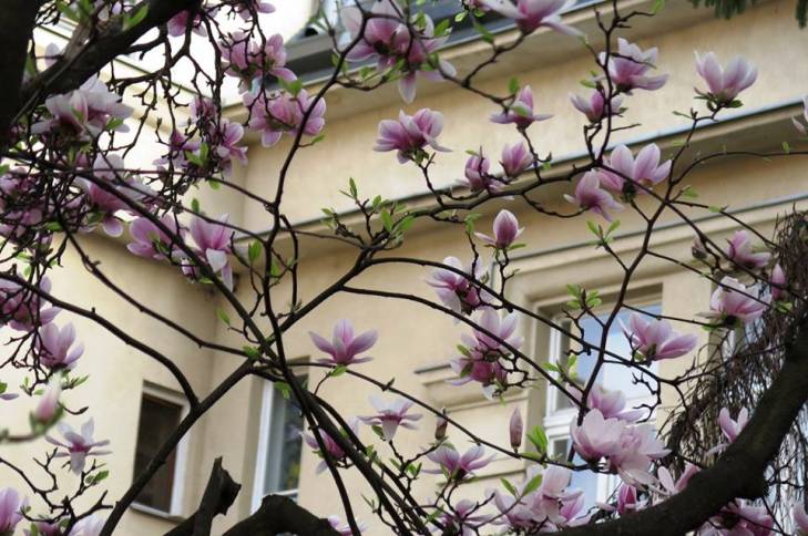 Яка вона, квітучо-пахуча весна в Ужгороді - фото 5