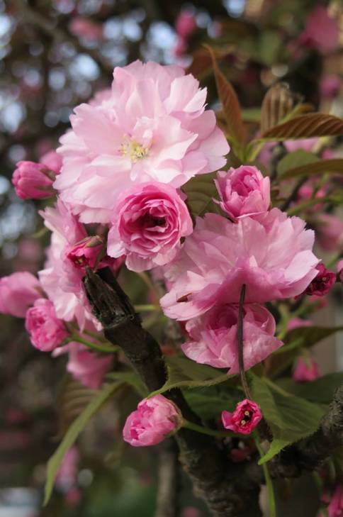 Яка вона, квітучо-пахуча весна в Ужгороді - фото 1