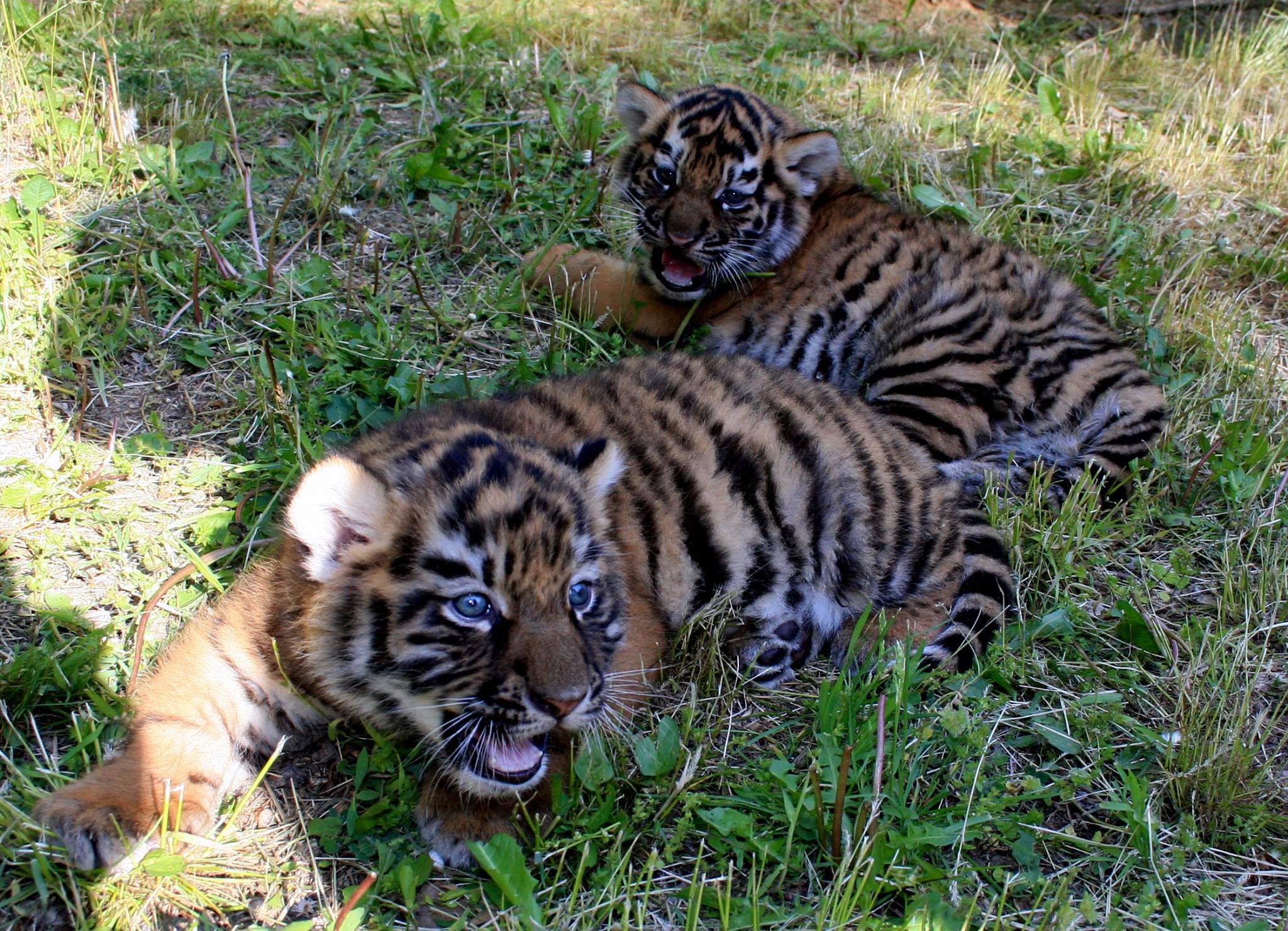 У Миколаєві амурські тигренята вийшли на весняну прогулянку - фото 1