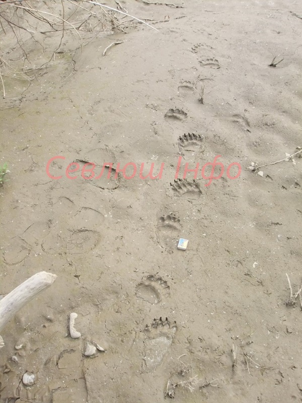 На Закарпатті біля міста знайшли сліди ведмедя - фото 1