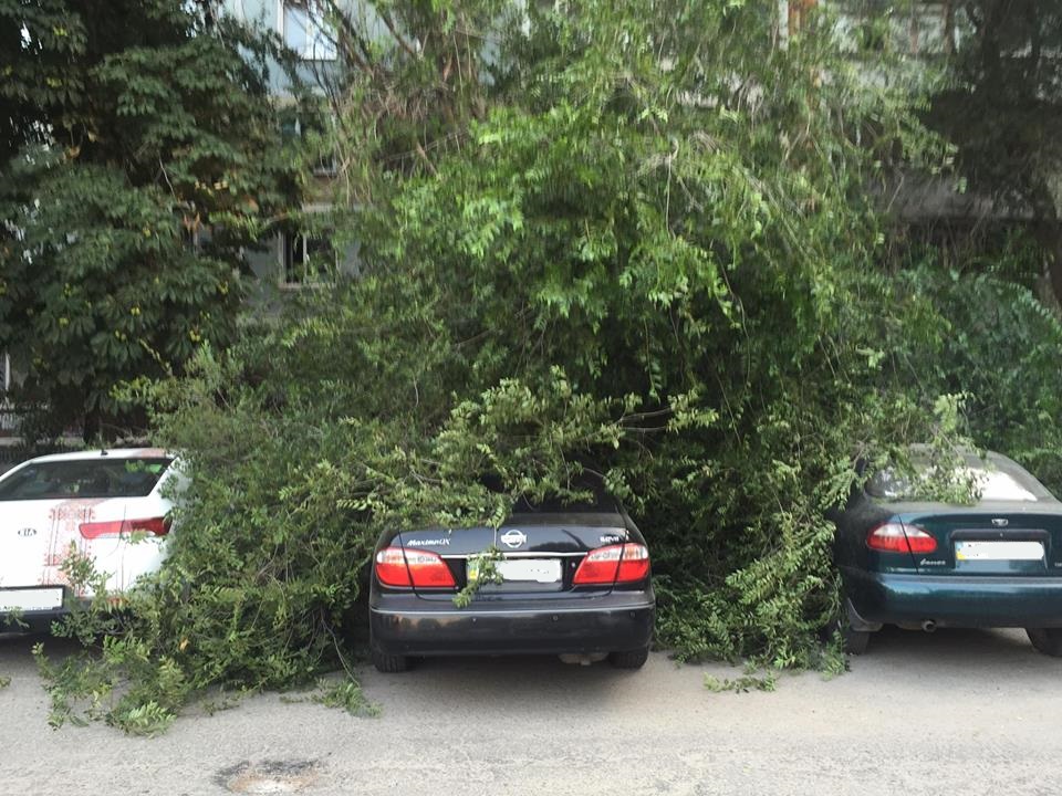 У Запоріжжі дерево впало на припарковані автівки - фото 1
