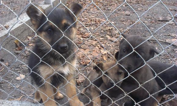 У Вінницькому притулку для собак не вистачає місця - фото 2