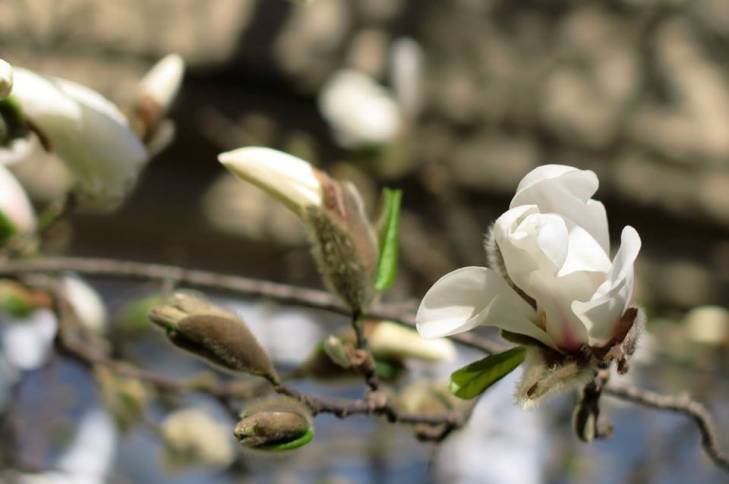Яка вона, квітучо-пахуча весна в Ужгороді - фото 9