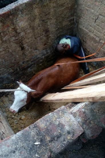 Рятувальникам з Олександрівського району довелося витягувати з ями корову - фото 1