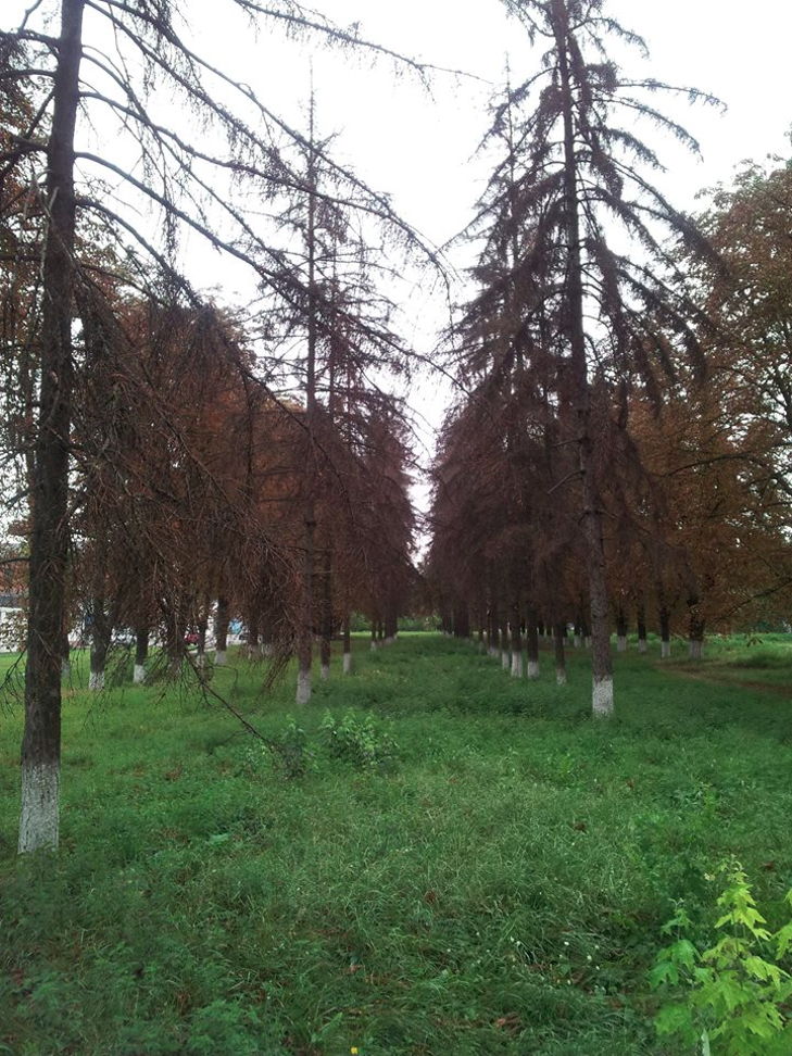 У Кропивницькому заради забудови знищили близько сотні ялин - фото 1