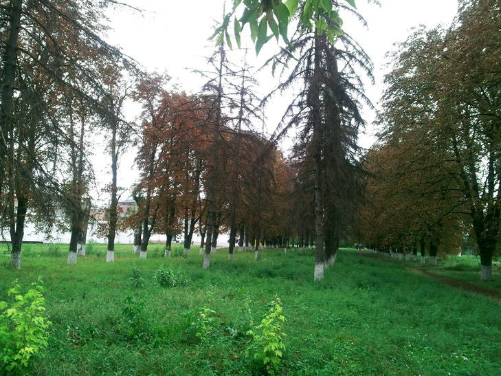 У Кропивницькому заради забудови знищили близько сотні ялин - фото 3