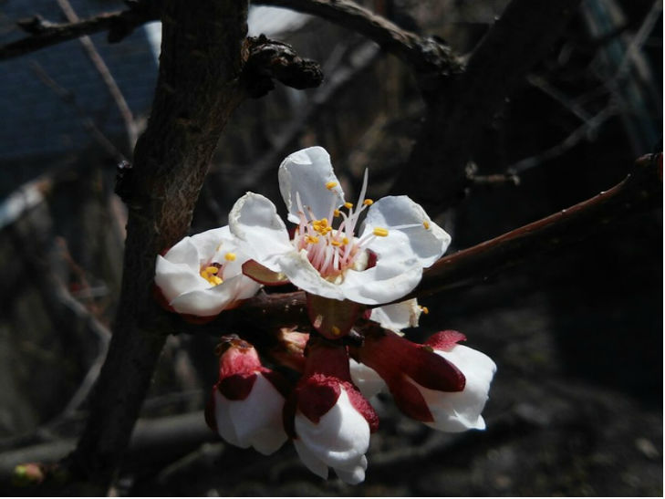 На Черкащині цвітуть абрикоси - фото 4