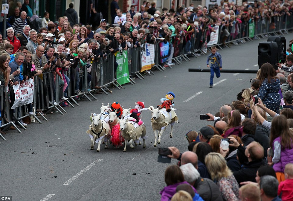  У Шотландії відбулися овечі перегони - фото 3