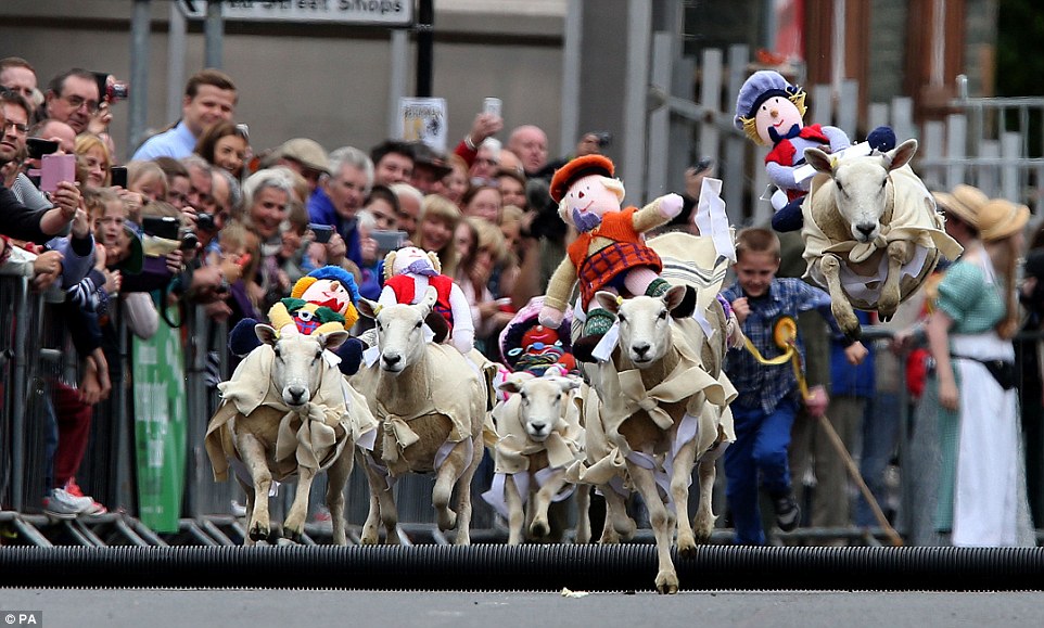 У Шотландії відбулися овечі перегони - фото 2