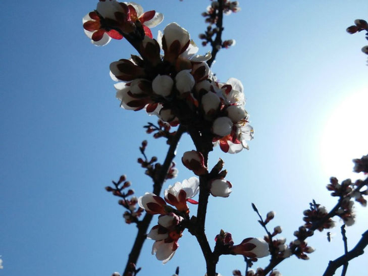 На Черкащині цвітуть абрикоси - фото 3