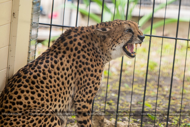 У Харківському зоопарку поселився гепард  - фото 3