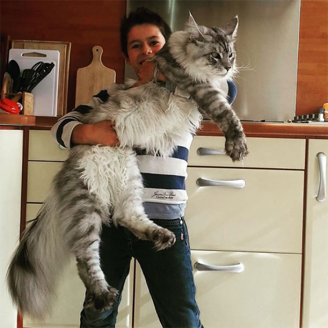 16 величезних котів, які б змогли налякати собаку - фото 16