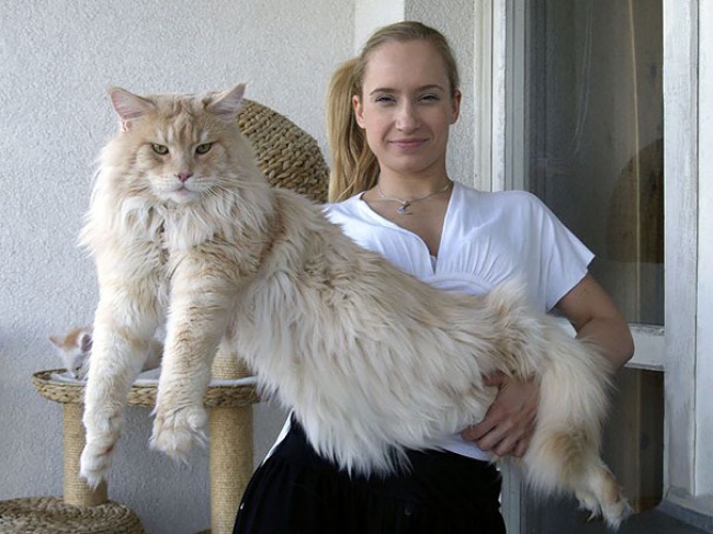 16 величезних котів, які б змогли налякати собаку - фото 14