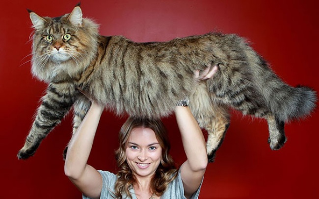 16 величезних котів, які б змогли налякати собаку - фото 10
