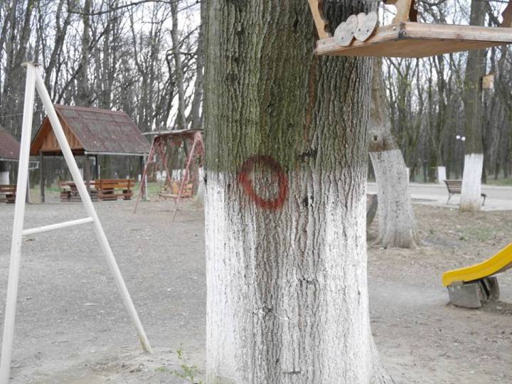 У найбільшому парку Ужгорода рубатимуть дерева - фото 2