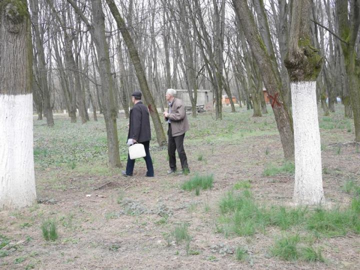 У найбільшому парку Ужгорода рубатимуть дерева - фото 1