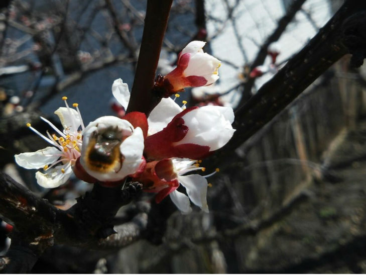На Черкащині цвітуть абрикоси - фото 1
