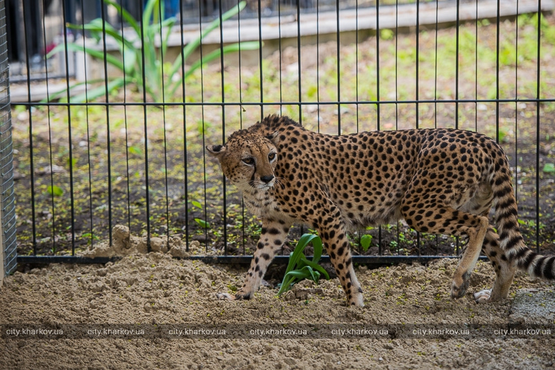 У Харківському зоопарку поселився гепард  - фото 4