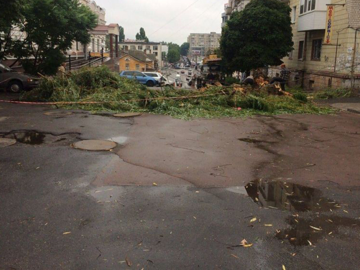 В Сумах під час грози велетенське дерево впало на проїжджу частину - фото 2