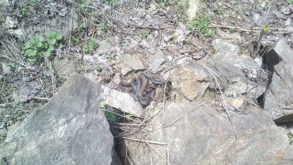 На камінні біля Хортиці гріються клубки змій - фото 2