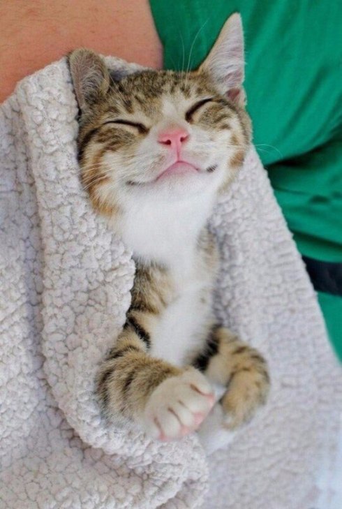 Як світу не вистачає посміхаючихся котів - фото 8