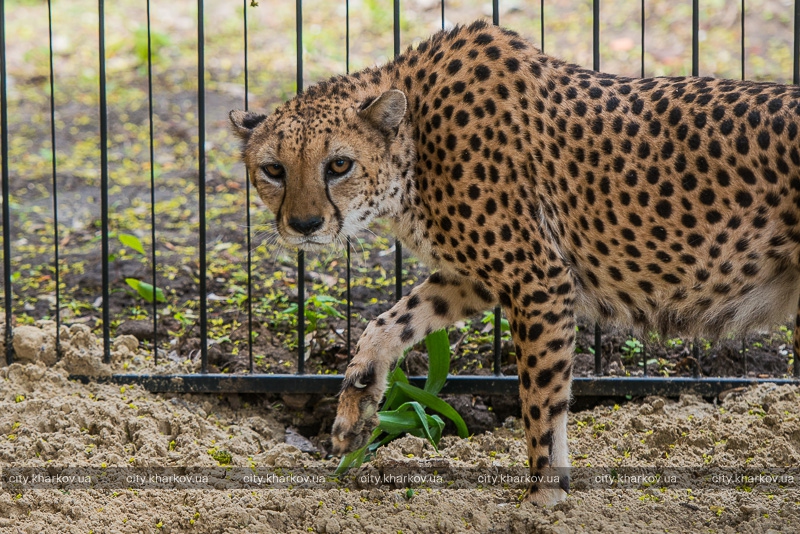У Харківському зоопарку поселився гепард  - фото 1