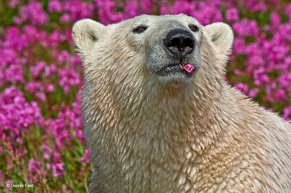 Канадієць вразив знімками білих ведмедів у морі квітів (ФОТО) - фото 1