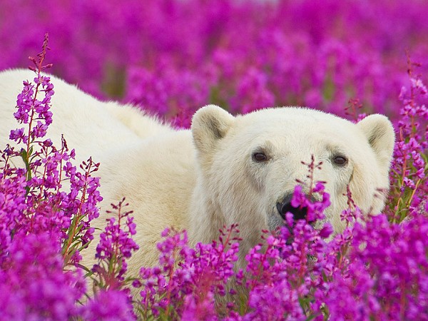Канадієць вразив знімками білих ведмедів у морі квітів (ФОТО) - фото 2