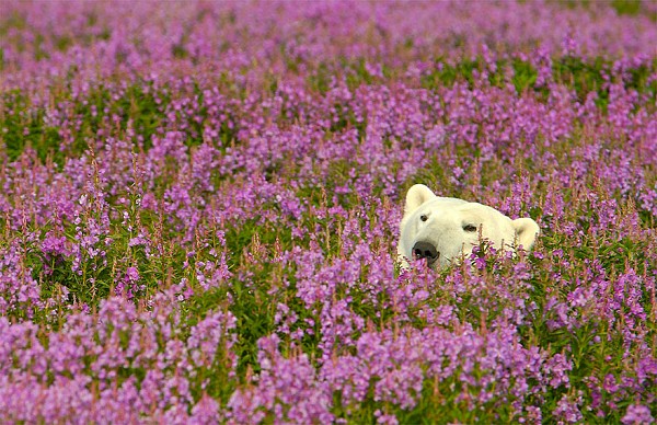 Канадієць вразив знімками білих ведмедів у морі квітів (ФОТО) - фото 3