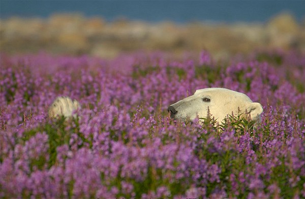 Канадієць вразив знімками білих ведмедів у морі квітів (ФОТО) - фото 4
