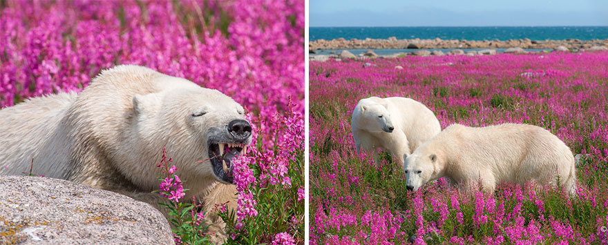 Канадієць вразив знімками білих ведмедів у морі квітів (ФОТО) - фото 5