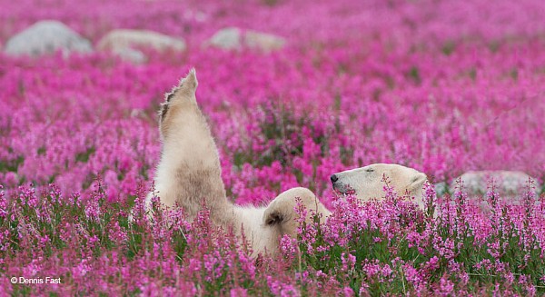 Канадієць вразив знімками білих ведмедів у морі квітів (ФОТО) - фото 6