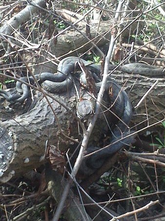 На камінні біля Хортиці гріються клубки змій