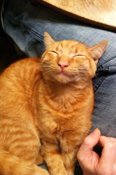 Як світу не вистачає посміхаючихся котів - фото 4