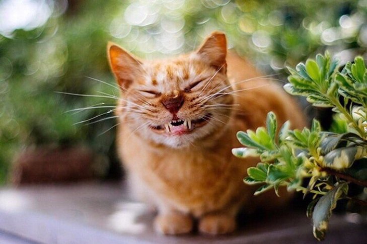 Як світу не вистачає посміхаючихся котів - фото 3