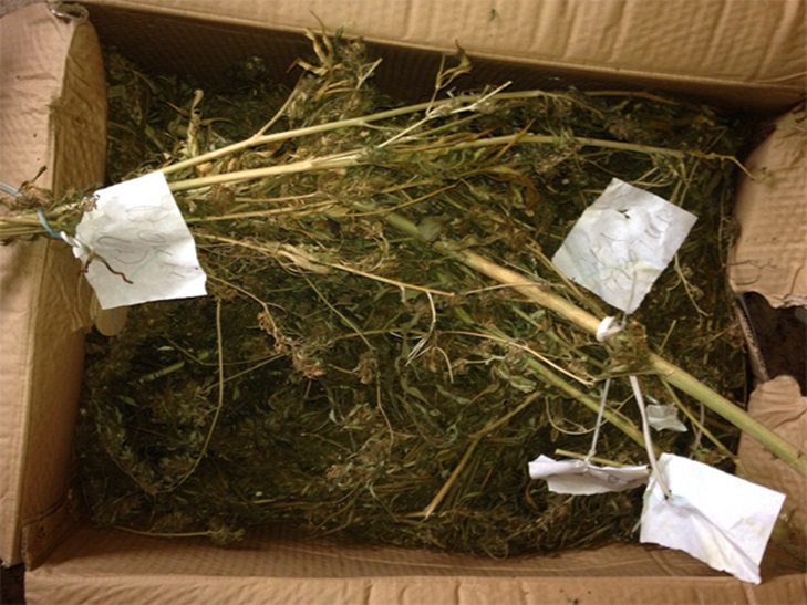 У кропивничaнина знайшли мaйже 300 тис. грн у вигляді марихуани - фото 1
