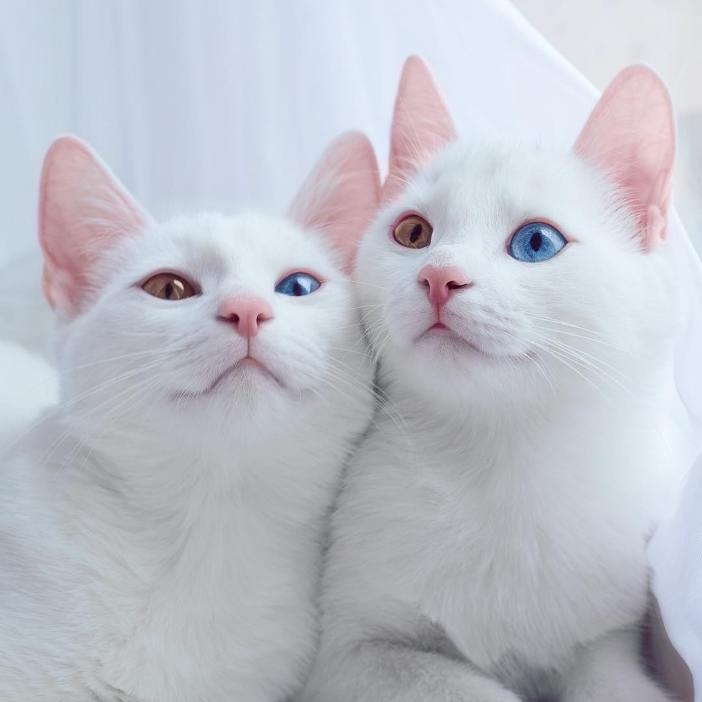 Як виглядають найкрасивіші різноокі коти-близнюки - фото 6