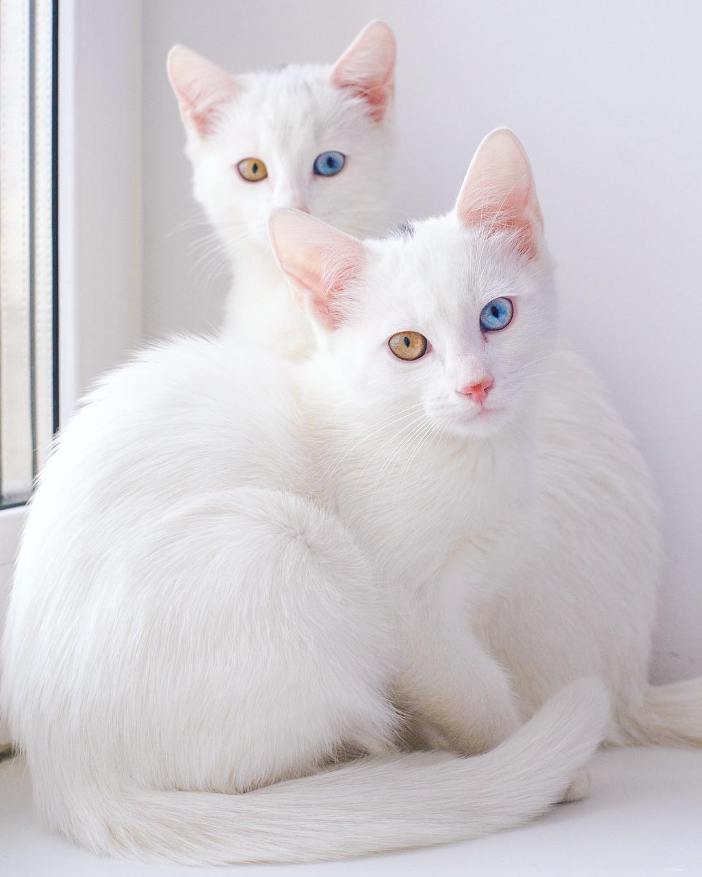 Як виглядають найкрасивіші різноокі коти-близнюки - фото 3