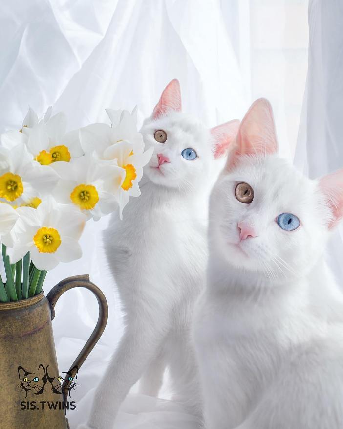 Як виглядають найкрасивіші різноокі коти-близнюки - фото 5